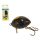 SALMO WOBBLER LIL BUG BG2F WSP