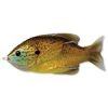 LIVETARGET SUNFISH WALKING BAIT NATURAL/OLIVE BLUEGILL 75 MM 12 G