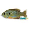 LIVETARGET SUNFISH WALKING BAIT FLORESCENT PUMPKINSEED 75 MM 12 G