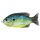 LIVETARGET SUNFISH WALKING BAIT BLUE/YELLOW PUMPKINSEED 75 MM 12 G