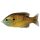 LIVETARGET SUNFISH WALKING BAIT COPPER PUMPKINSEED 75 MM 12 G