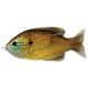 LIVETARGET SUNFISH WALKING BAIT COPPER PUMPKINSEED 75 MM 12 G